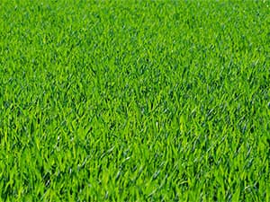 Healthy lawn above a well-maintained septic drain field Lush green lawn above a properly functioning septic drain field