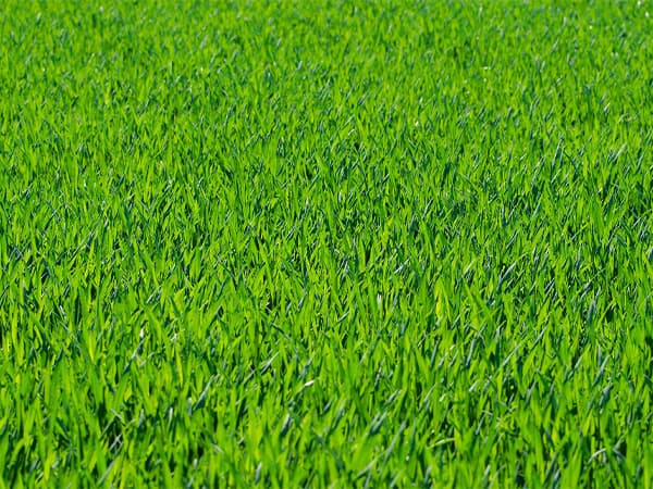 Healthy lawn above a well-maintained septic drain field Lush green lawn above a properly functioning septic drain field